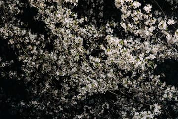 夜色中树枝上开满了白色花朵 密集而美丽