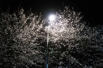 夜晚灯光照亮盛开的白色花朵 树木在黑暗背景下显得格外醒目