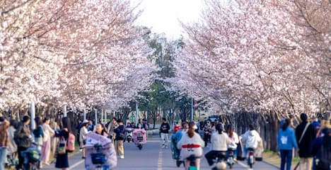 樱花盛开的道路上行人如织有人骑车穿梭其中享受春日美景