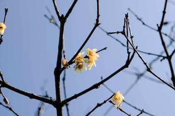 几枝腊梅在阳光下绽放 枝干遒劲 花朵娇小 天空湛蓝