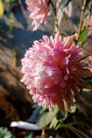 图片展示了一朵粉色菊花的特写镜头 花瓣层层叠叠 颜色柔和 细节清晰