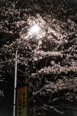 夜间拍摄的树木，白色花朵盛开，灯光照亮，背景是黑暗的夜晚