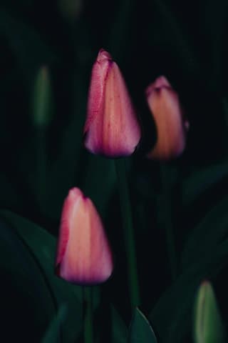 三朵郁金香花苞在深色背景中 颜色从粉色渐变到橙色 绿叶点缀