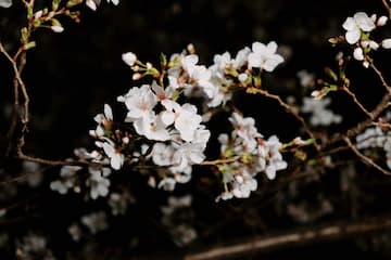 夜色中白色花朵在树枝上绽放 细节清晰可见