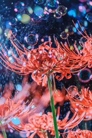 图片中是几株红色的彼岸花，背景是深蓝色，漂浮着许多彩色泡影。
