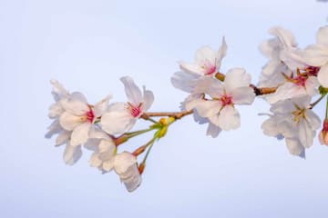 白色花瓣簇拥枝头 红色花蕊点缀其中 浅蓝色背景衬托花朵