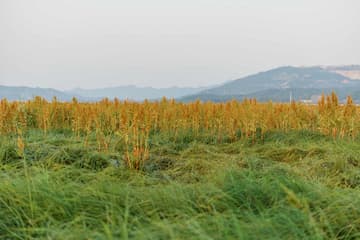 金黄色的作物和绿色的草地在山脚下延伸 展现了乡村的自然风光