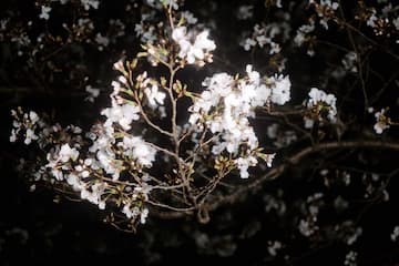 夜色中白色樱花盛开 枝条伸展 花朵密集 形成鲜明对比
