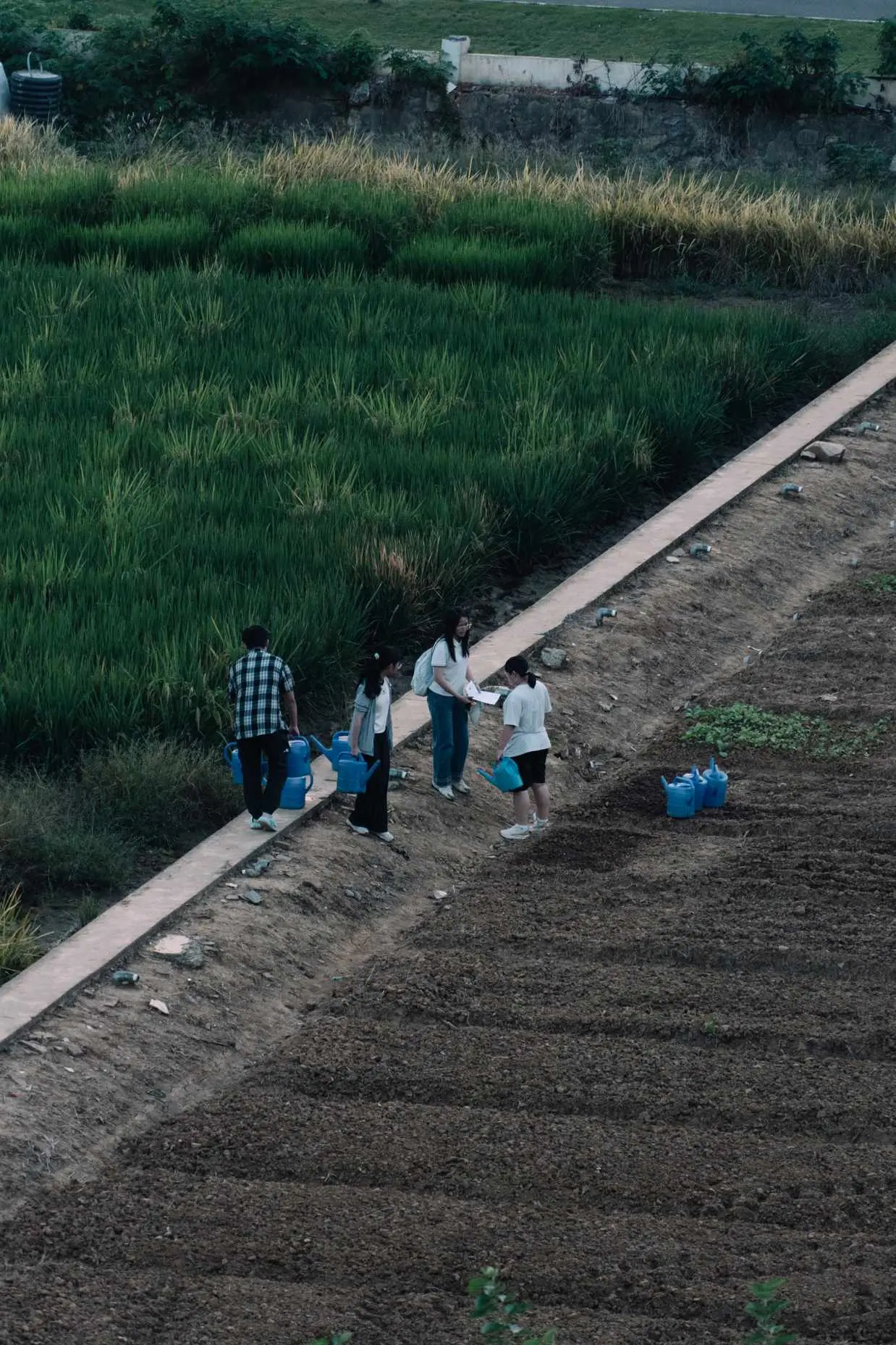 几个人站在田埂上，旁边是稻田和耕地，他们似乎在交谈。