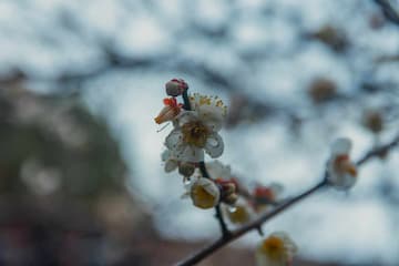 白色梅花在枝头绽放 花瓣上挂着晶莹的雨珠 背景虚化