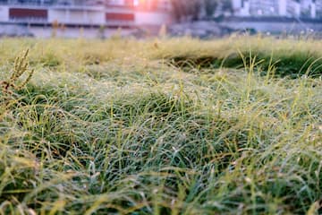 草地上覆盖着露珠阳光照耀着草地背景是建筑物