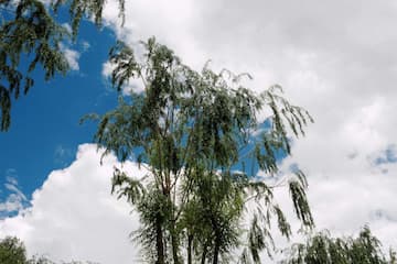 蓝天白云下，树木茂盛生长。