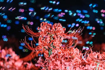 图片展示了红色彼岸花在夜晚绽放，背景中有彩色光斑。