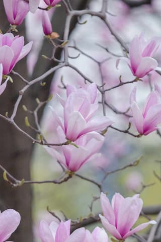 粉色玉兰花在枝头绽放 枝条交错花朵盛开 营造出春天的氛围