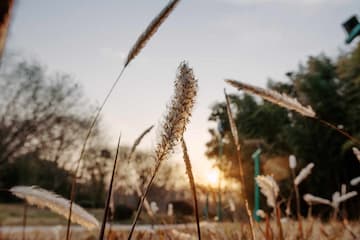 夕阳西下 芦苇在微风中摇曳 呈现出一片宁静祥和的景象