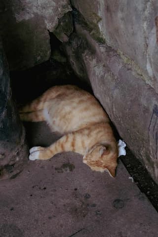 一只橘猫躺在石缝中休息 头部枕着纸巾 看起来很放松