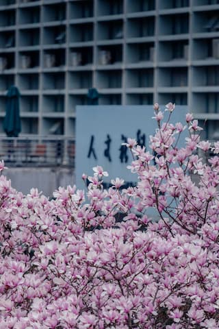 粉色玉兰花盛开在建筑前 建筑背景虚化 呈现出朦胧美感