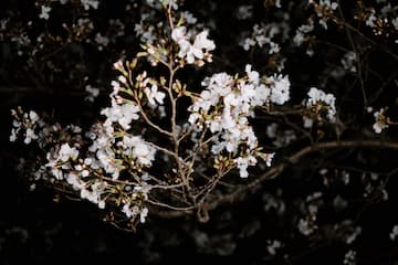 夜色中白色樱花盛开 枝条伸展 花朵密集 形成鲜明对比