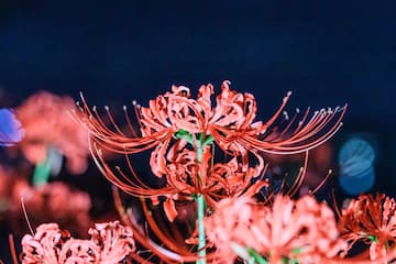 图片展示了夜色中盛开的红色彼岸花，花朵纤细的花瓣向四周伸展。