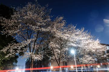 夜空中几棵盛开的樱花树在灯光下显得格外醒目 底部有车辆行驶留下的光轨