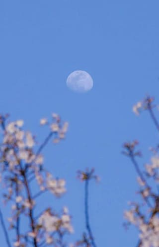 蓝天下，花枝与月亮同时出现，花朵颜色偏白，月亮皎洁