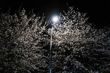 夜晚灯光照亮盛开的白色花朵树木 营造出宁静的氛围