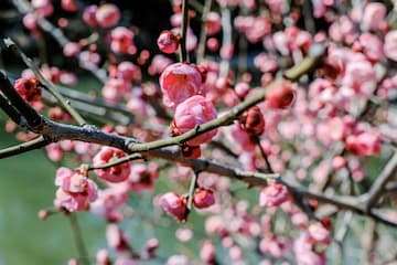 粉色花朵在树枝上盛开 背景模糊 可能是春天