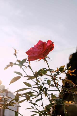 图片展示了一朵红色的玫瑰花，在阳光的照射下，花朵和绿叶显得生机勃勃。