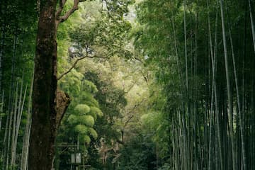 图片展示了一片茂密的竹林，阳光透过树叶，营造出一种宁静的氛围。