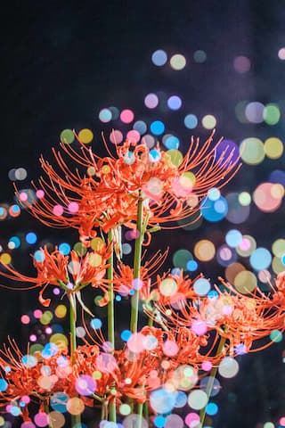 图片展示了多株红色彼岸花，背景是彩色光斑，营造出一种梦幻的氛围。