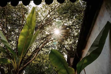 阳光穿过树叶 照亮植物 建筑一角 呈现出宁静的氛围
