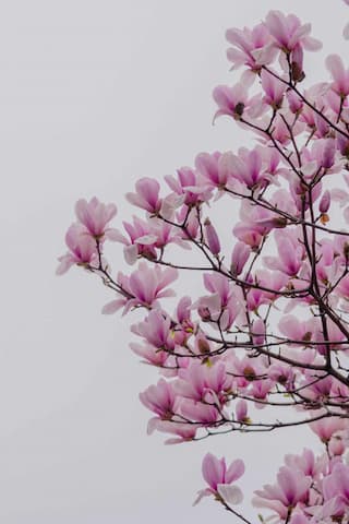 粉色玉兰花在枝头绽放 花瓣娇嫩 枝条遒劲 背景是灰色的天空