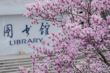 图书馆前玉兰花盛开 粉色花朵点缀枝头 背景是图书馆建筑