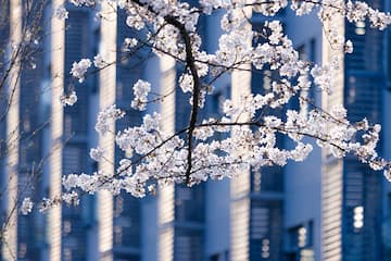 白色樱花在枝头绽放 背景是现代建筑立面 阳光照射在花朵和建筑上