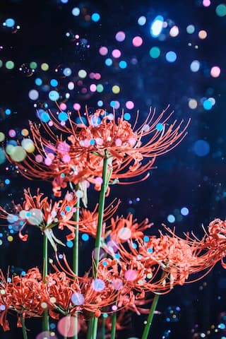 图片展示了多株红色彼岸花在夜色背景下盛开，周围环绕着彩色光斑，营造出梦幻般的氛围。