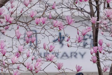 玉兰花盛开在树枝上 背景是建筑物 模糊的文字可见