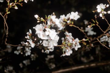 夜色中白色樱花在枝头绽放 细节清晰可见 花朵密集 枝干延伸
