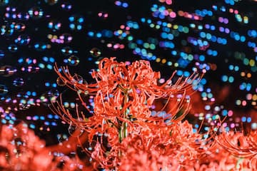 图片展示了红色彼岸花，背景是模糊的彩色光点。