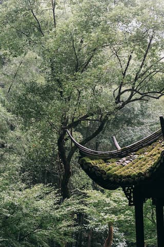 图片展示了被树木环绕的古建筑一角，屋檐上布满了青苔。