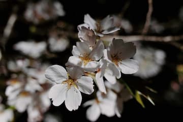 白色花朵在深色背景下绽放 花瓣纤薄 花蕊清晰可见