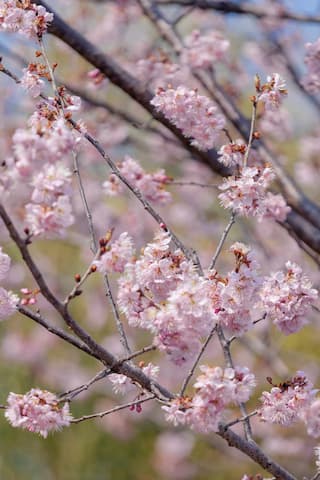 图片展示了盛开的粉色花朵 它们簇拥在树枝上 构成了一幅生机勃勃的春日景象