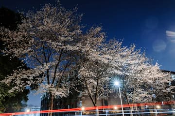夜空中几棵盛开的樱花树在灯光下显得格外美丽 车灯划过留下红色的光迹