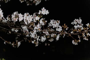 夜色中一根树枝上开满了白色的小花 细节清晰可见 背景为纯黑色