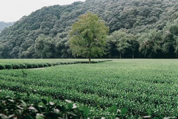 图片展示了一片绿色的田野，田野中有一棵树，远处是山和树林。