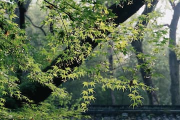 图片展示了绿色的树叶和树枝，阳光透过树叶，营造出清新和生机勃勃的氛围。