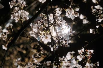 白色花朵在阳光下绽放 枝条穿插其中 光线明暗对比强烈