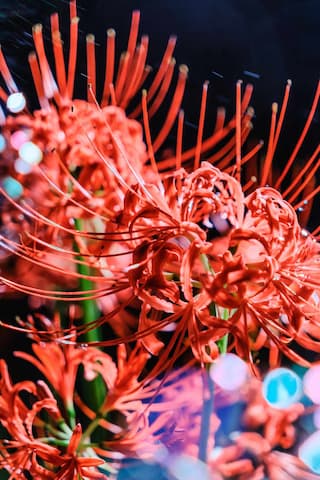 特写镜头展示了鲜艳的红色彼岸花，花瓣细长，花蕊突出，背景为深色。