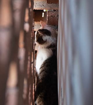 一只猫站在砖墙的缝隙中向上看 阳光照亮了它的脸