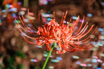 图片展示了一朵红色的彼岸花，花瓣细长，花茎为绿色，背景模糊。