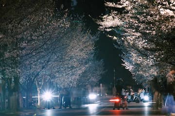 夜晚的街道两旁樱花盛开有车辆行驶灯光照亮道路